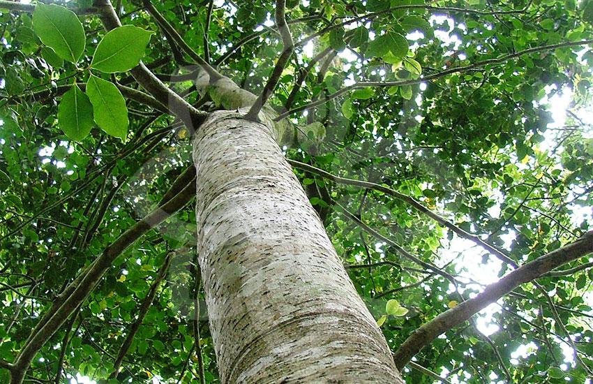 Arbore copaiba
