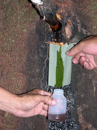 colectarea rasinii 