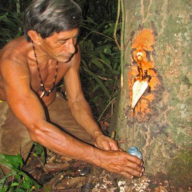 rasina copaiba