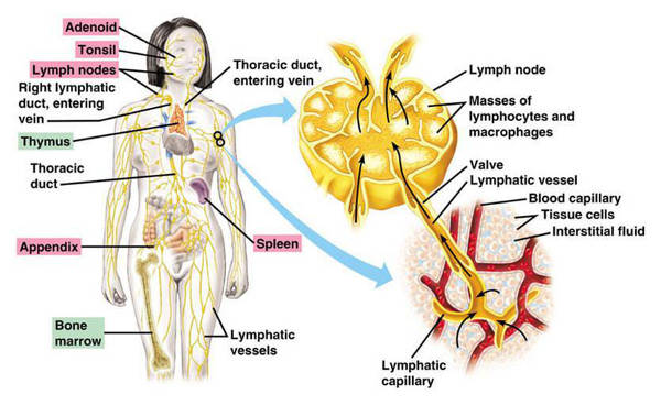 medic specialist sistem limfatic)